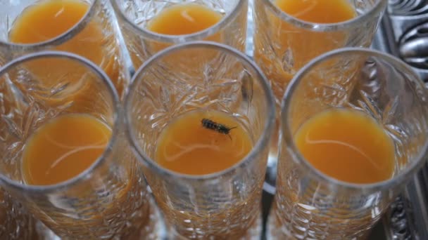 Een wesp drijvend in een glas sinaasappelsap Rechtenvrije Stockvideo