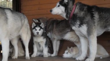 Bir köpek sürüsü köpek kulübesinde dinleniyor. Yüksek kalite 4k görüntü