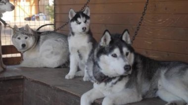Bir köpek sürüsü köpek kulübesinde dinleniyor. Yüksek kalite 4k görüntü