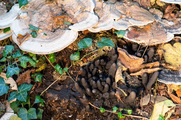 Nahaufnahme Schwarzer Xylaria Pilze Auf Einem Baumstumpf Wald — Stockfoto