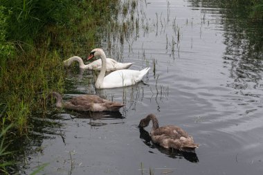 Suda beyaz bir kuğunun yakın çekimi.