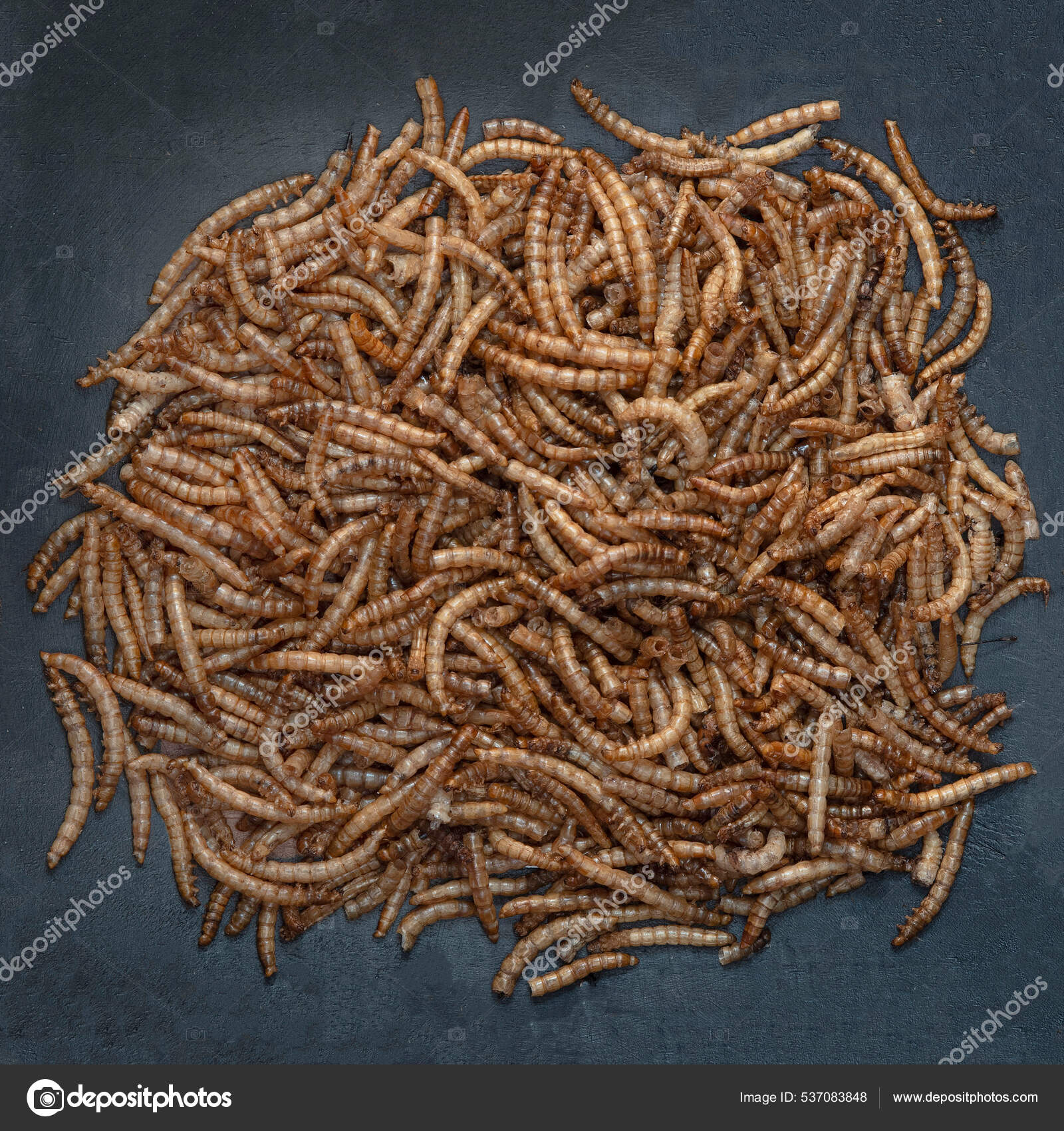 Close Edible Insects Mealworms Stock Photo by ©ccile.ducrot.orange.fr 537083848