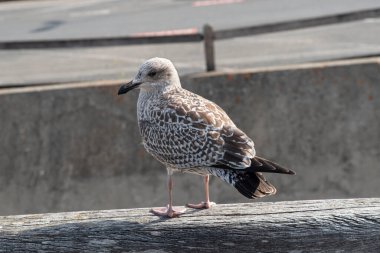 Yerdeki bir martıya yakın çekim