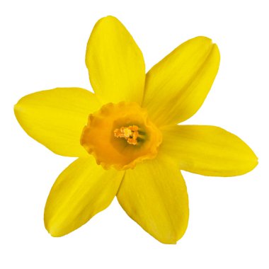 Sarı nergis beyaz arkaplanda yakın plan