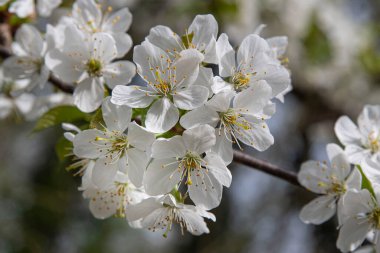 Vahşi doğada bir dalda beyaz kiraz çiçekleri açar.