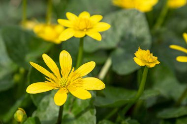 Ficaria, ormandaki sarı bahar çiçeği