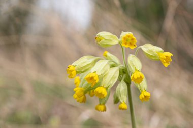 Metin için yeri olan sarı guguklu çiçeklerin yakın plan çekimi