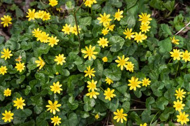 Ficaria, ormandaki sarı bahar çiçeği