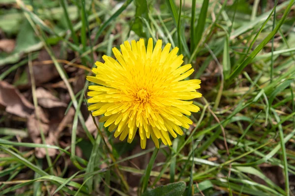 Close Van Een Paardebloem Een Weide — Stockfoto