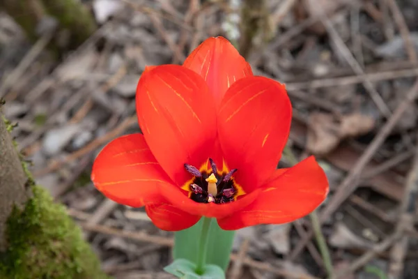 Czerwony Tulipan Lesie Widzianym Góry — Zdjęcie stockowe
