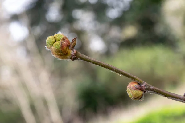 Primer Plano Los Brotes Árboles Planos Primavera —  Fotos de Stock