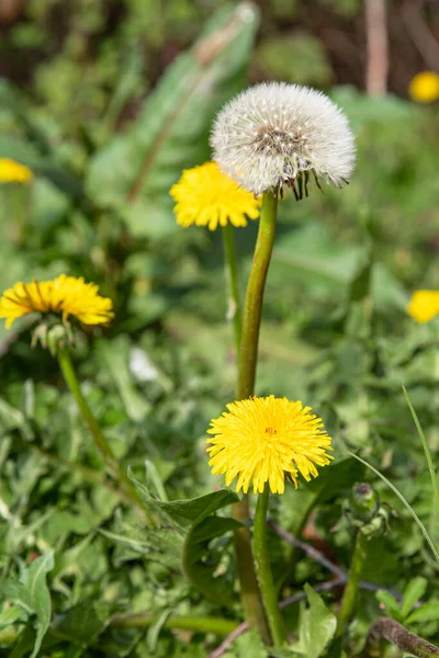 Dandelion Flower Seeds Grass Garden Spring — Stock Photo, Image