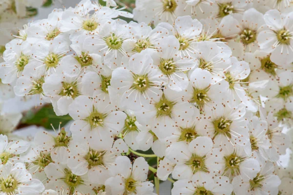 Cluster White Flowers Plain Grey Background — Stock Photo, Image