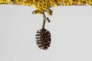 Sarı liken dalında alder meyvesi