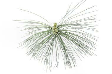 Polen içeren çam dalı