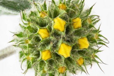 Beyaz arka planda sarı Kudüs adaçayı çiçeğinin yakın çekimi