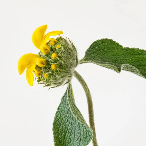 Close Yellow Jerusalem Sage Flower White Background — Stock Photo, Image