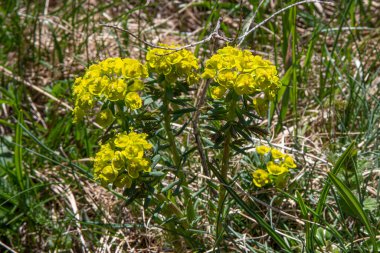 Fransa 'daki Alpler' de vahşi coşkunun yakın çekimi