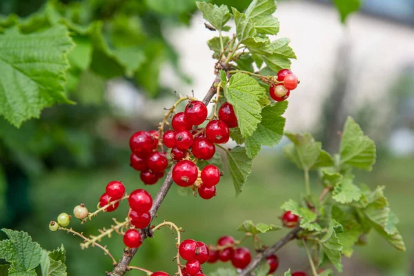 Close Bunches Red Currants Ripening Plant Garden — Stock Photo, Image