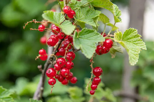 Close Bunches Red Currants Ripening Plant Garden — Stock Photo, Image