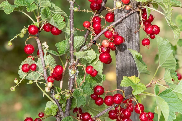 Close Bunches Red Currants Ripening Plant Garden — Stock Photo, Image