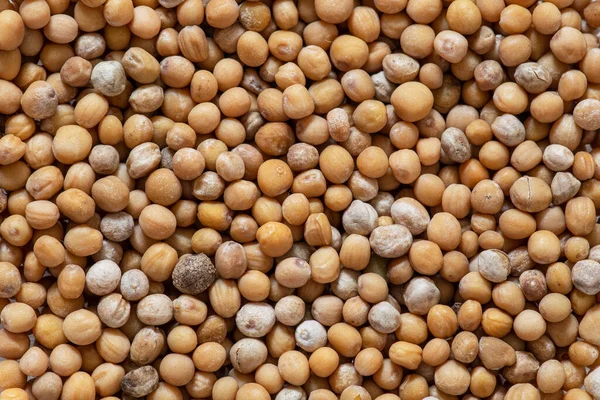 Hardal tohumu dokusuna yakın plan ve cam bardaklarda sarı hardal.