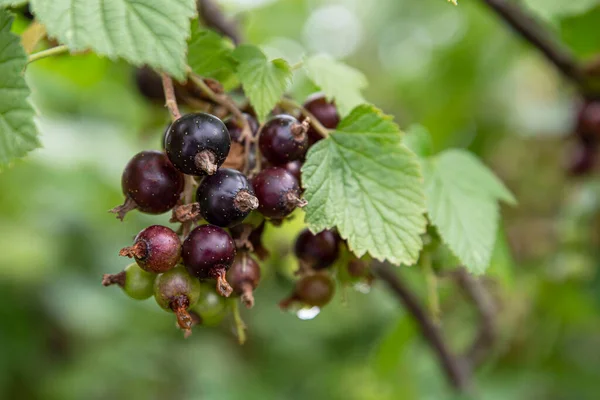 Close Blackcurrant Fruit Plant Garden — Stock Photo, Image