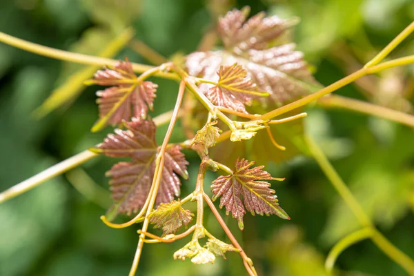 Close Young Vine Leaf Garden — Stock Photo, Image