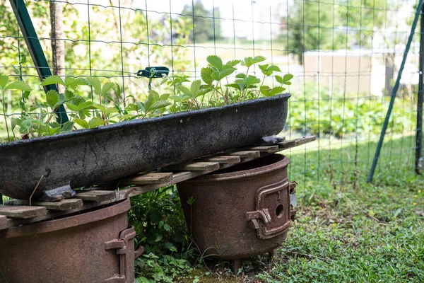 Strawberries Planter Garden — Stock Photo, Image