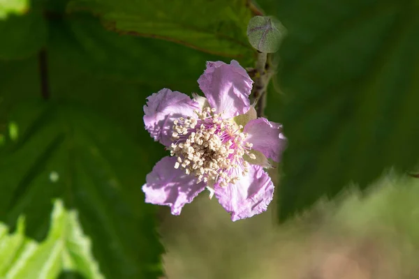 Close Pink Wild Mulberry Flower — Stock Photo, Image