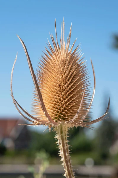 Close Dried Thistle Flower — Stok fotoğraf