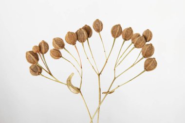 Açık gri arkaplanda kurumuş ıhlamur tohumu