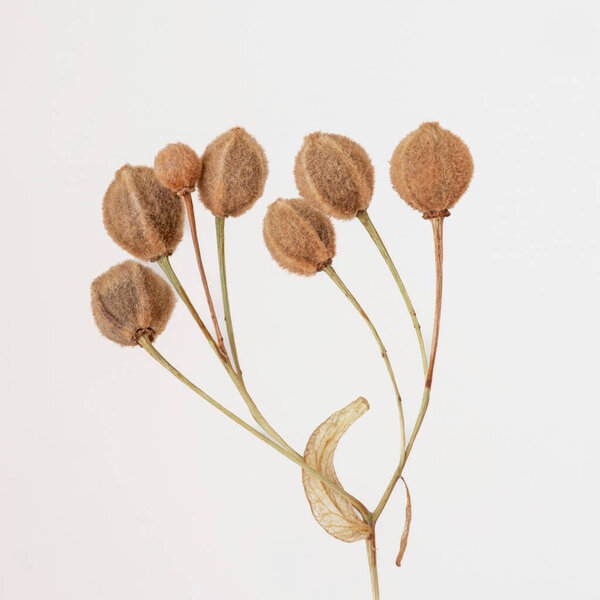 Dried linden seeds on a light grey background