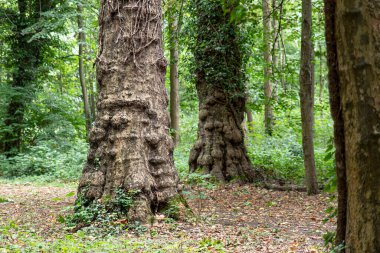Yazın bir ormanın gövdesine yakın planda birkaç ağaç.