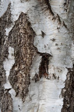 Huş ağacının beyaz ve kahverengi kabuk dokusunu kapatın.