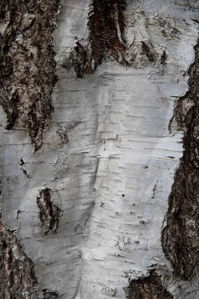白桦树的白色和褐色树皮质感 — 图库照片