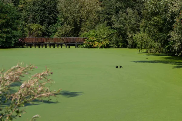 Stagno Coperto Anatra Verde Sulla Superficie Con Alberi Intorno — Foto Stock