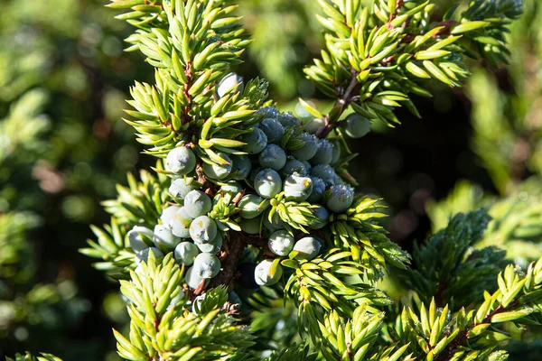 Primo Piano Ramo Ginepro Con Bacche Montagna — Foto Stock