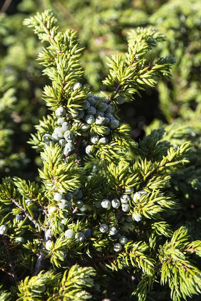 Primo Piano Ramo Ginepro Con Bacche Montagna — Foto Stock