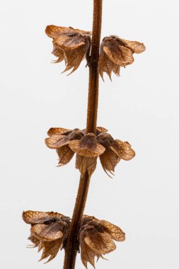 Fesleğen tohumları hala fesleğende.