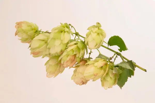 Close Green Hop Cones Seeds Making Beer — Stock Photo, Image