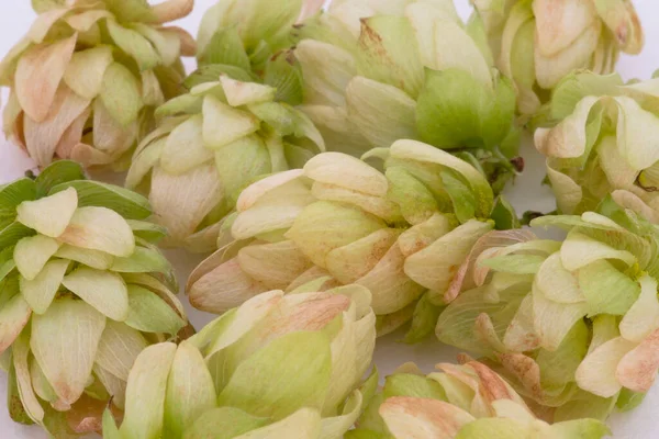 Close Green Hop Cones Seeds Making Beer — Stock Photo, Image