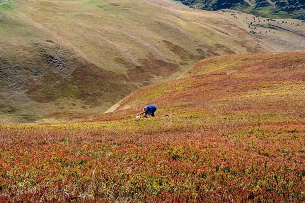 フランスのアルプスの夏の山の牧草地で野生のブルーベリーを摘む — ストック写真