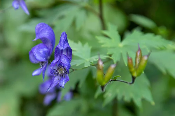 Κοντινό Πλάνο Ενός Μπλε Λουλουδιού Ακόνιτου Στα Βουνά — Φωτογραφία Αρχείου