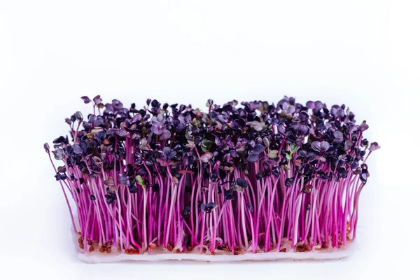 Beyaz arkaplanda mor turp sangosu