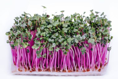 radish china rose on a white background