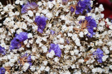 Bebekler küçük beyaz çiçekler ve kurumuş mor yapraklar soluyor.