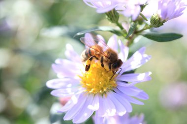 Papatya çiçeğinin üzerinde polen toplayan bal arısına yakın plan