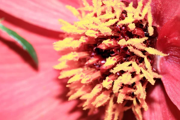 Zbliżenie Czerwonego Różowego Kwiatu Żółtego Pyłku Pieczęci — Zdjęcie stockowe