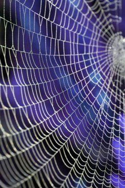 Misty Dew Morning 'de Örümceklerin Örümcek Ağı Kapanışı